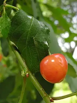 Fruit du merisier.