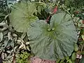 Gunnera manicata, feuillage juvénile