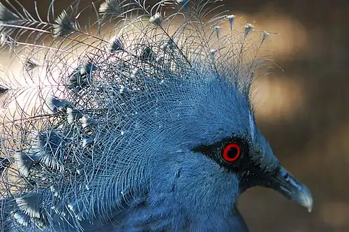 Un Goura de Victoria aperçu à Port Moresby.