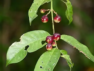 Description de cette image, également commentée ci-après