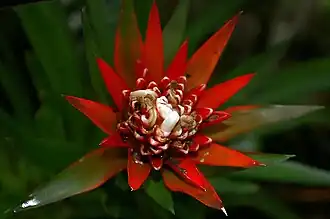 Description de l'image Guzmania fuerstenbergiana 0zz.jpg.