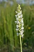 Orchis moucheron, variété blanche (rare).