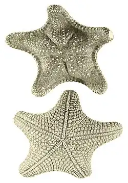 Gymnanthenea laevis