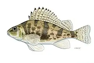 Description de l'image Gymnocephalus baloni Széles durbincs.jpg.