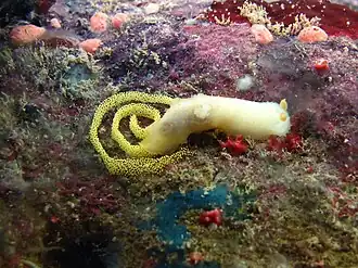 Gymnodoris citrina achevant de pondre
