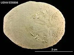 Eupatagus micropetalus.