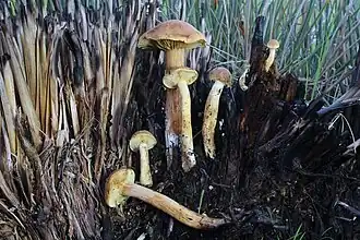 Description de l'image Gymnopilus maritimus imported from iNaturalist photo 14640739 on 14 August 2024.jpg.