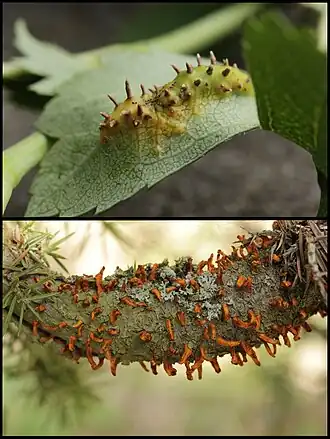 Description de cette image, également commentée ci-après