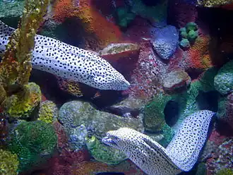 Gymnothorax isingteena