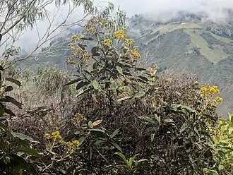 Description de l'image Gynoxys chimborazensis, Ecuador imported from iNaturalist photo 462588907.jpg.