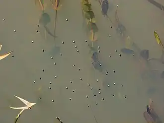 Description de l'image Gyrinus.jpg.