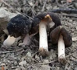 Le Gyromitre des charbonnières (Pseudoverpa anthracobia)