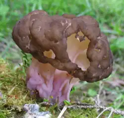 Le Gyromitre côtelé (Pseudorhizina sphaerospora)