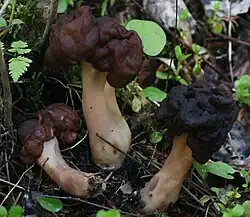 Le Gyromitre splendide (Gyromitra splendida)