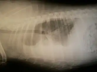 Description de cette image, également commentée ci-après