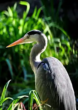 Photographie d'un échassier, de profil, dans les hautes herbes.