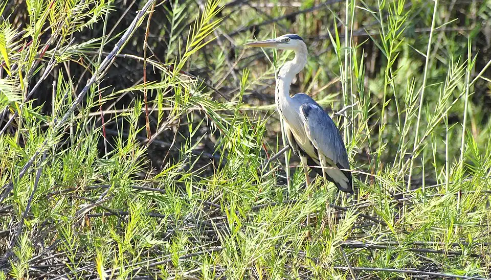 Héron cendré Ardea cinerea - Grey Heron du lac Kinkony, Boeny, Madagascar.