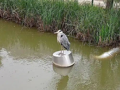 Le héron cendré du jardin, visible de la rue.