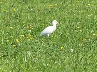 Héron garde-bœufs.