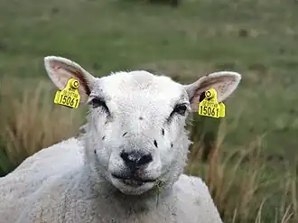 Étiquette sur mouton.
