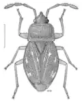 Forsterocoris sinuatus, Nouvelle-Zélande, dessin de Desmond W. Helmore.