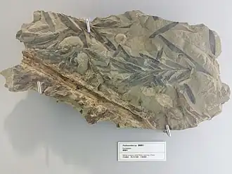 Description de cette image, également commentée ci-après