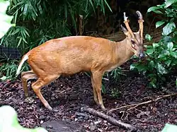 Cerf aboyeur (Muntiacus muntjak).