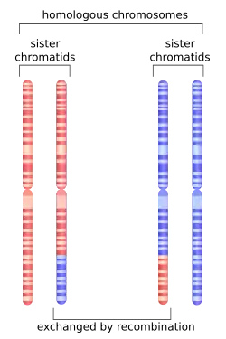 Schéma du chromosome 1 après recombinaison homologue