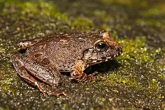 Description de l'image HS-5871-Indirana brachytarsus.jpg.