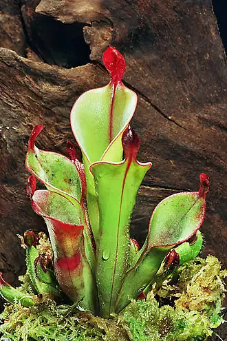 Heliamphora chimantensis (espèce carnivore), endémique du tepuy Chimanta, découverte en 2001.