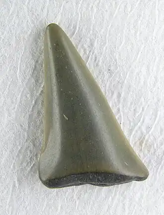 Dent de requin fossile,longueur 1,5 cmCadzand 2005