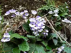 Haberlea rhodopensis en Bulgarie