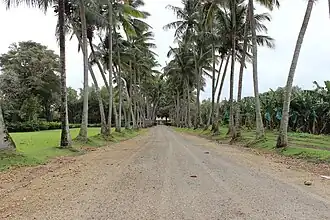 Allée de palmiers de l'habitation Pécoul.