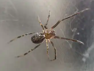 Description de l'image Habitus Theridion pinastri mâle.jpg.