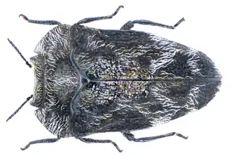 Description de l'image Habroloma subbicorne (Motschulsky, 1860).png.