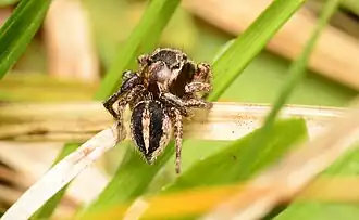 Description de l'image Habronattus orbus adult male dorsal.jpg.
