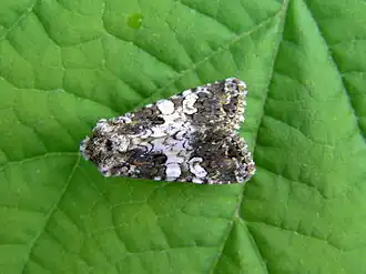 Description de cette image, également commentée ci-après