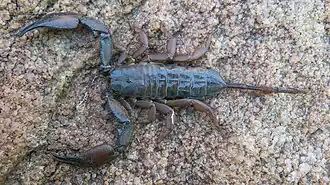 Description de l'image Hadogenes gracilis.jpg.