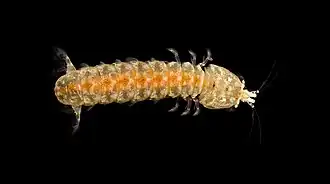 Hadrosquilla perpasta (Nannosquillidae)