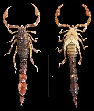 Description de cette image, également commentée ci-après