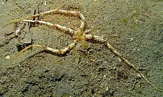 Actinostephanus haeckeli, une Actinodendronidae