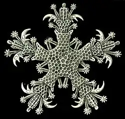 Ophiothrix fragilis juvénile, dessinée par Ernst Haeckel.