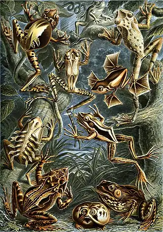 Description de l'image Haeckel Batrachia.jpg.
