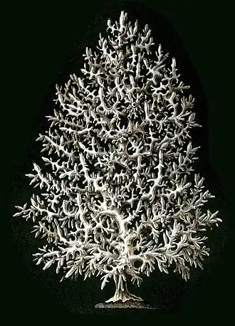 Description de l'image Haeckel Calcispongiae Leucosolenia complicata.jpg.