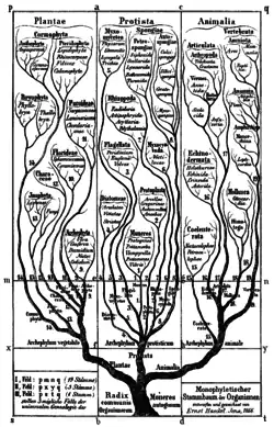 Arbre du vivant avec trois règnes selon Haeckel (1866).