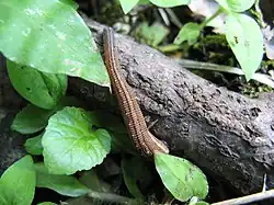 Haemadipsa zeylanica (Hirudinidae), une sangsue terrestre trouvée dans les montagnes du Japon