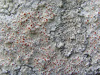 Description de cette image, également commentée ci-après