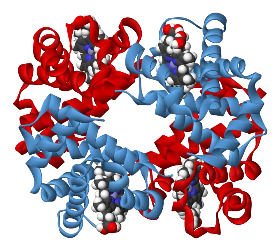 Représentation générique d'une molécule d'hémoglobine, montrant les quatre sous unités, identiques deux à deux, avec chacune une molécule d'hème insérée dans des cavités à l'intérieur des sous-unités.