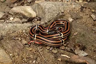 Description de l'image Hai Coral Snake, Sinomicrurus boettgeri.jpg.