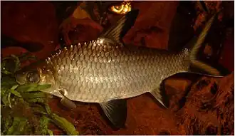 spécimen en aquarium